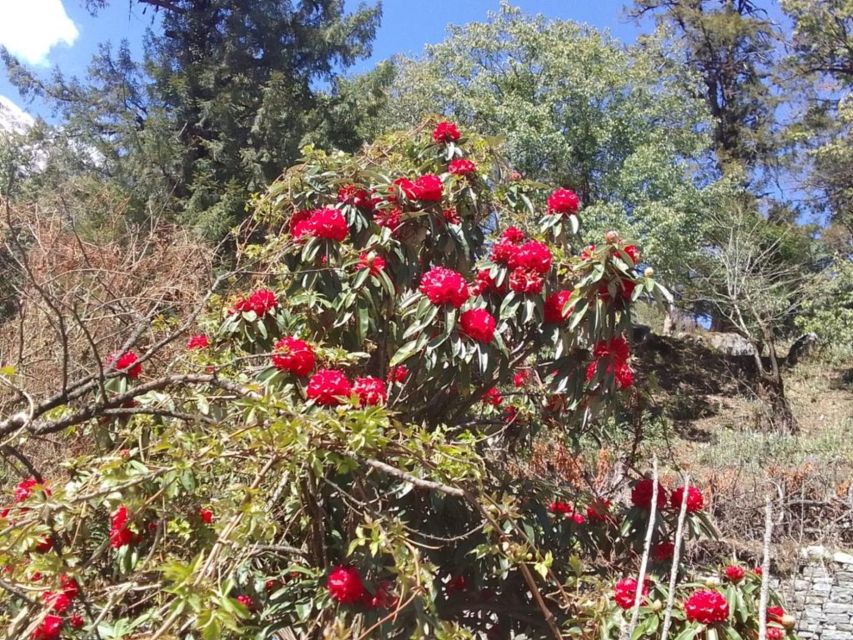 Kathmandu: 10-Day Adventurous Annapurna Circuit Trek - Pokhara recovery: where you decompress and plan your next move
