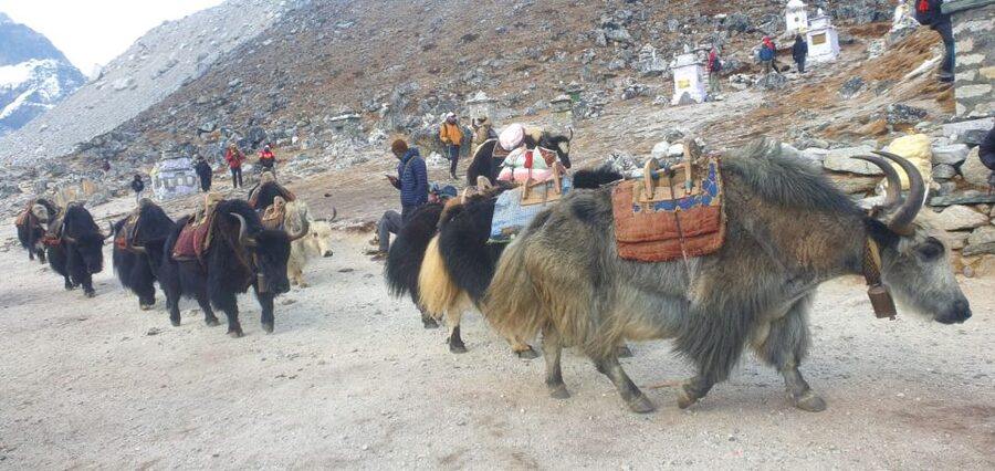 Kathmandu: 14-Day Everest Base Camp with Kala Patthar Trek - Gorak Shep to Everest Base Camp: The Highest Walking Day