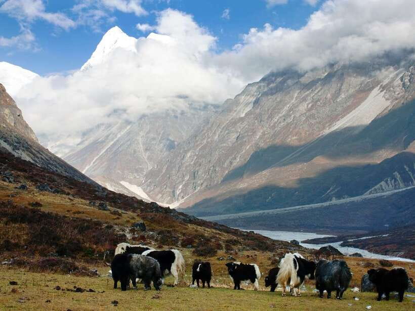 Kathmandu: 6 Days Langtang Valley Trek with Kyanjin Ri - Day 4: The Optional Kyanjin Ri Hike (4,770m) and the Return to Thangsyap