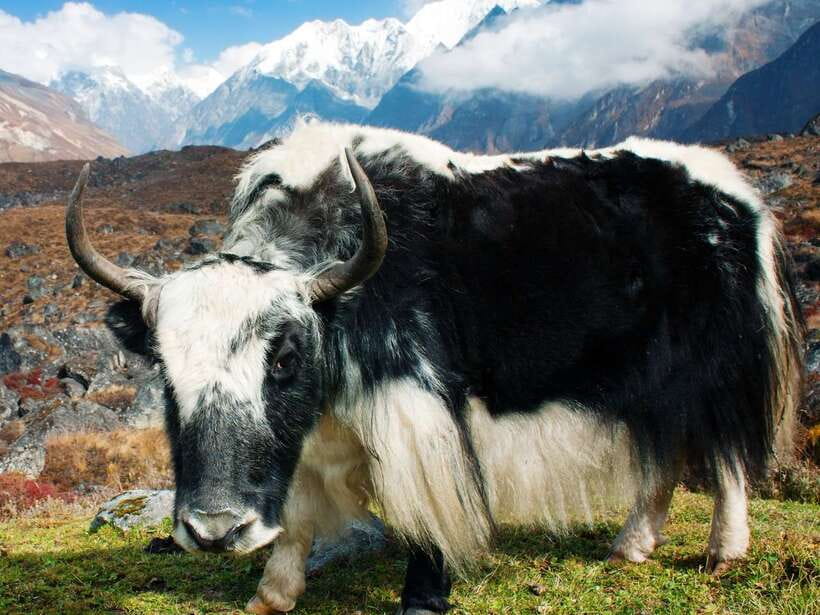 Kathmandu: 6 Days Langtang Valley Trek with Kyanjin Ri - Day 6: The Drive Home to Kathmandu