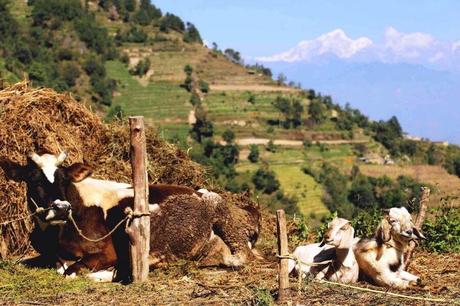 Kathmandu: Chisapani Nagarkot 3-Days 2-Nights Trek - Value and price: is $190 per person fair for what you get?