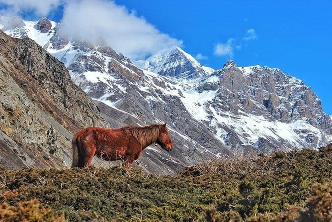 Kathmandu to Langtang Valley 7-Day Trek - Day 3: Lama Hotel to Langtang Village through rhododendrons and pine