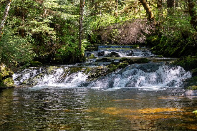 Ketchikan Magical Old-Growth Creek Trek Guided Tour - A 3.6-mile old-growth creek hike near Ketchikan