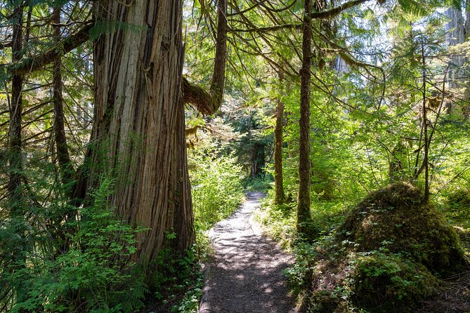 Ketchikan Magical Old-Growth Creek Trek Guided Tour - Price and what $258.18 buys you in real terms