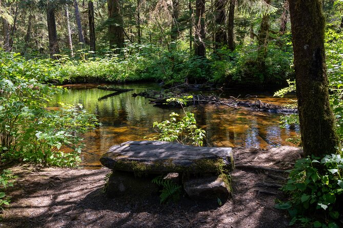 Ketchikan Magical Old-Growth Creek Trek Guided Tour - What you’ll actually see: old-growth textures, creek energy, and occasional coastal hints