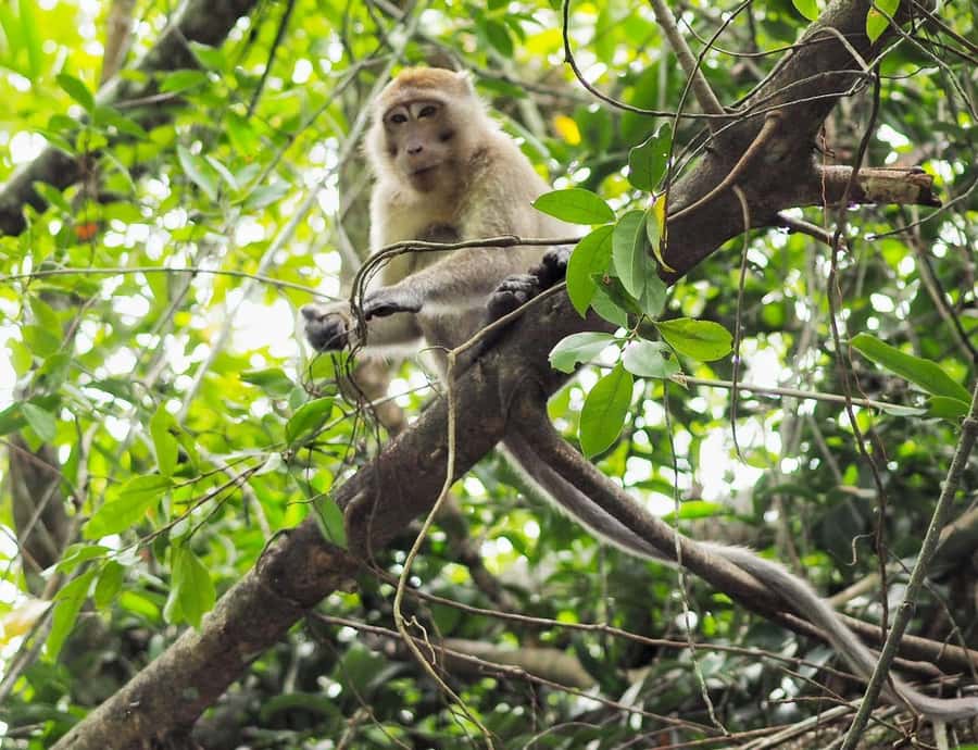 Khao Lak's Little Amazon: Canoe, Trek & Waterfall Day Trip - Key highlights I’d circle before you book