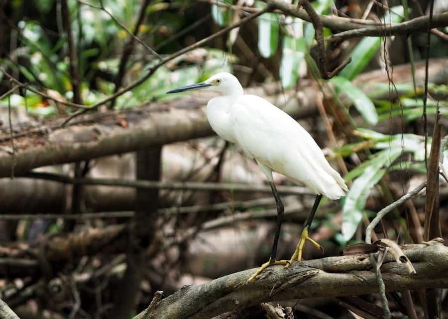 Khao Lak's Little Amazon: Canoe, Trek & Waterfall Day Trip - Pace check: for whom this tour feels good