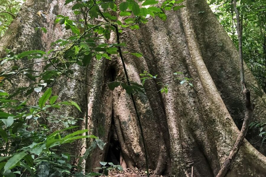 Khao Sok Jungle Day Trip - Jungle Trekking & Bamboo Rafting - Khao Sok Jungle Day Trip: An Easy Day With Real Jungle Time