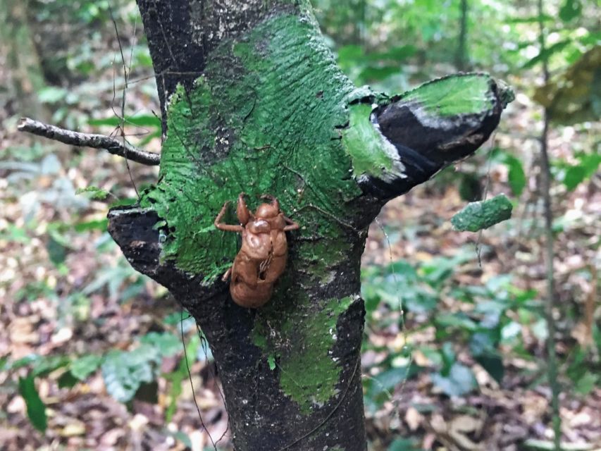 Khao Sok Jungle Day Trip - Jungle Trekking & Bamboo Rafting - Bamboo Rafting on the Sok River With Paddle Guides