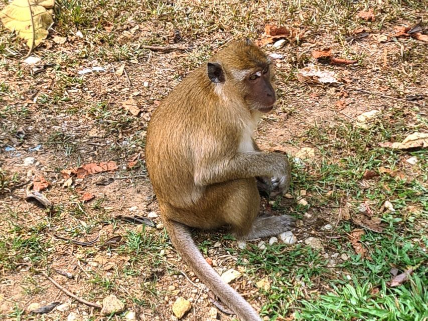 Khao Sok Jungle Day Trip - Jungle Trekking & Bamboo Rafting - The Jungle Coffee Tasting Moment (Yes, It’s Actually Worth Waiting For)