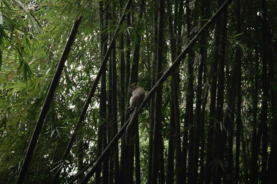 Khao Sok: Private Day Trekking, Jungle Dinner & Night Safari - What Wildlife You Should Expect (and what you shouldn’t chase)