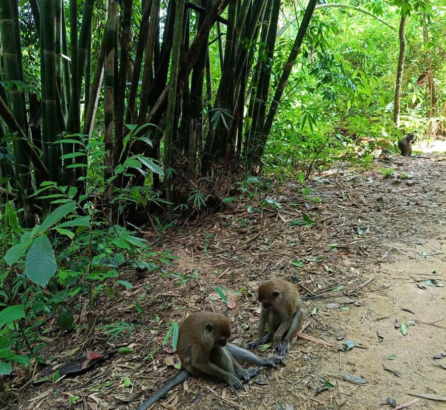 Khao Sok: Private Day Trekking, Jungle Dinner & Night Safari - Guide Matters: What to look for when yours is called Big Boy, June, or Bom