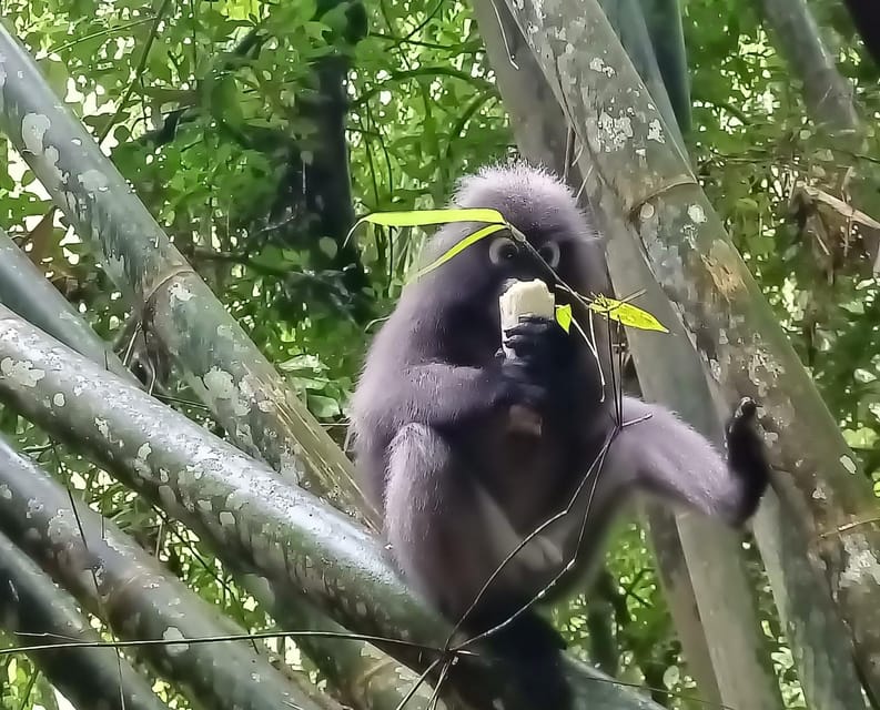 Khao Sok: Private Day Trekking, Jungle Dinner & Night Safari - Gear, comfort, and fitness reality check