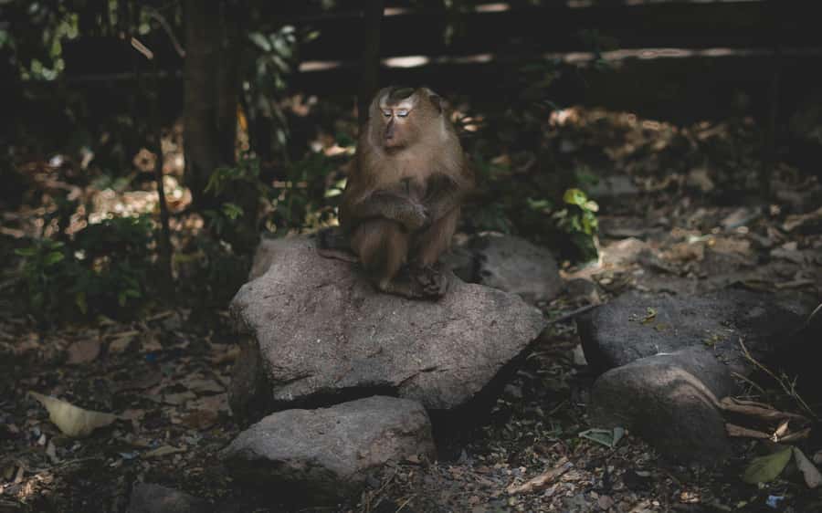 Khao Sok: Private Jungle Trek, Waterfall Swim & Bamboo Lunch - Bamboo-cooked jungle lunch: part of the show, not just fuel