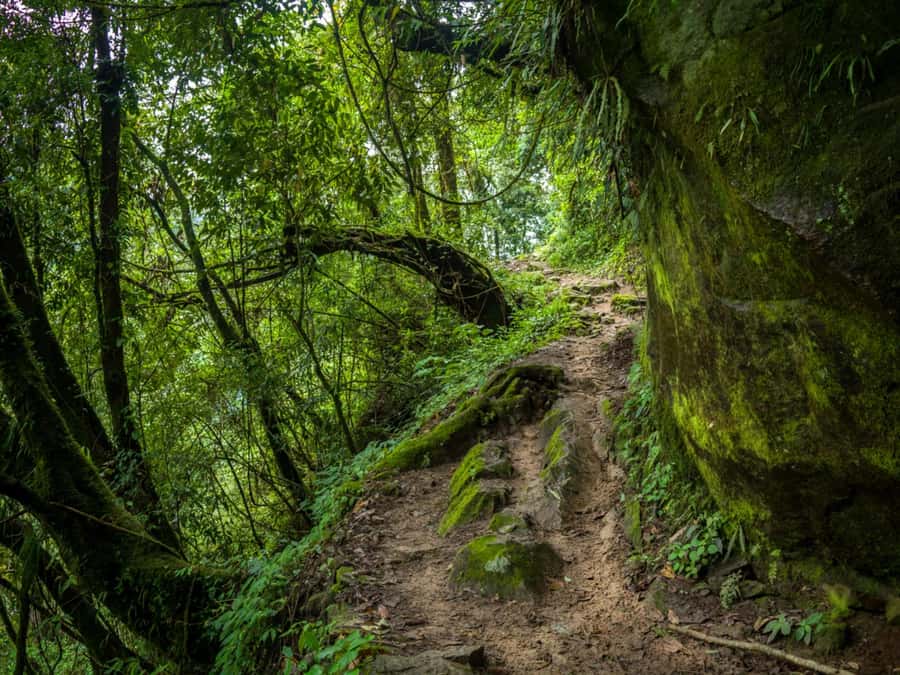Khao Sok: Private Jungle Trek, Waterfall Swim & Bamboo Lunch - What to bring and how to prepare for a jungle half-day
