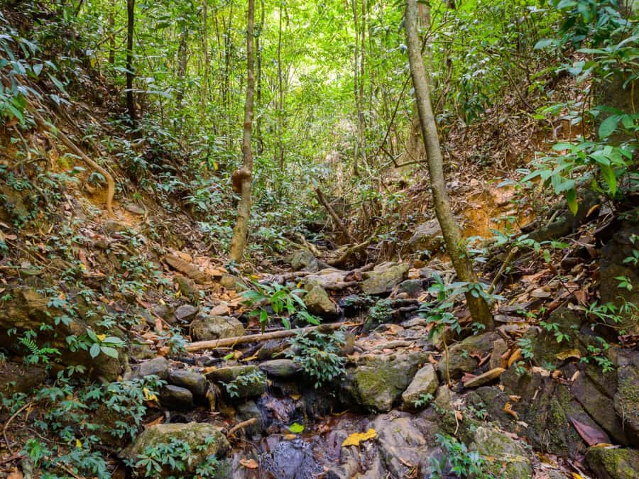 Khao Sok: Private Jungle Trek, Waterfall Swim & Bamboo Lunch - Choosing this tour: who it fits best