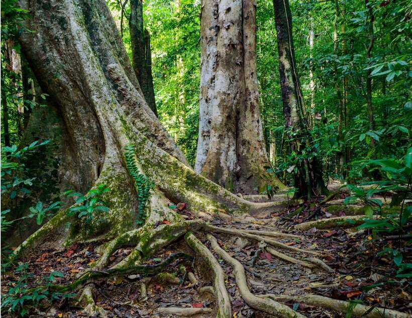 Khao Sok: Private Waterfalls and Wildlife Half-Day Trek - Who Should Book This Half-Day Trek (and Who Should Skip It)