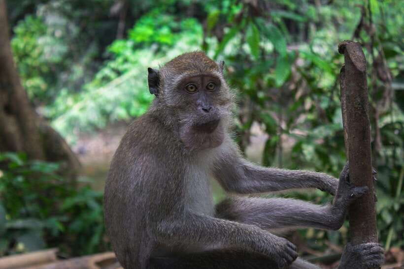 Khao Sok: Private Waterfalls and Wildlife Half-Day Trek - The Trek in Practice: Terrain, Stops, and What You’ll Learn