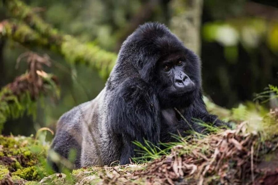 Kigali: Gorilla Trekking in Volcanoes National Park - 4:30 Pickup to Volcanoes National Park: The Real Start of Your Gorilla Day