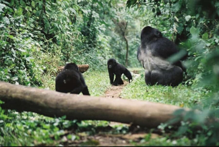 Kigali: Gorilla Trekking in Volcanoes National Park - Musanze–Kinigi Drive and the Coffee Break That Keeps You Sane