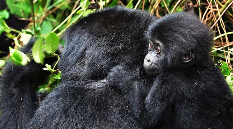 Kigali: Gorilla Trekking in Volcanoes National Park - Permits and Price: What the $299 Package Really Means