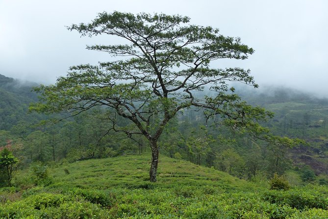 Knuckles Leopard trail Trek from Kandy - Wooden bridges, dwarf evergreen forest, and the endemic plant focus