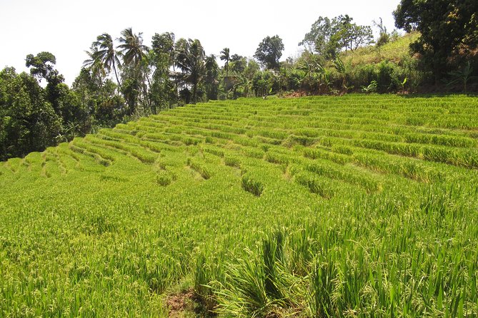 Knuckles Spice Trail Trek from Kandy - Terrace rice fields and village culture, plus spice and vegetable gardens