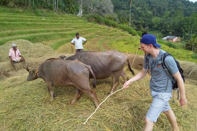 Knuckles Spice Trail Trek from Kandy - Trekking route: tea-state paths, pine & eucalyptus forest