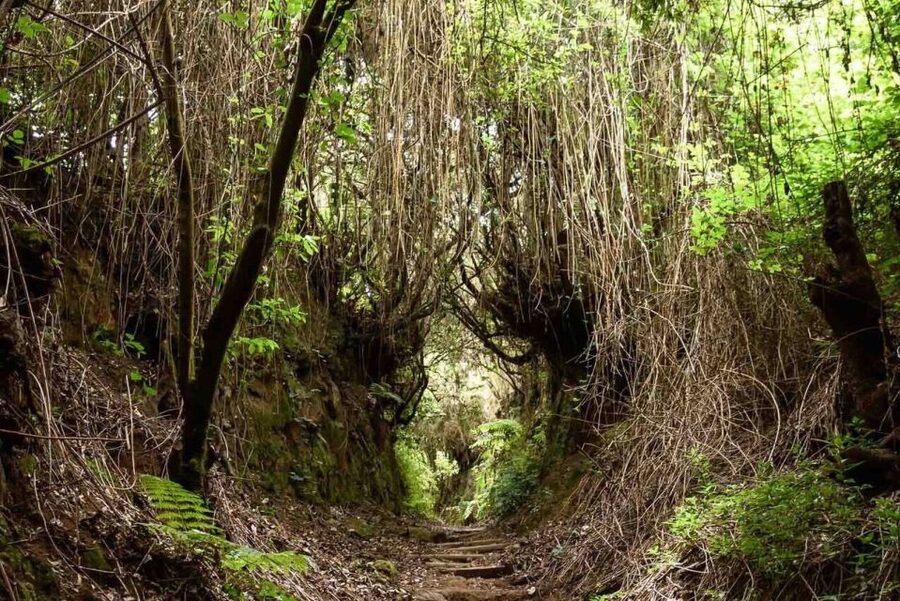 La Palma: Guided Trekking Tour To Cubo de la Galga - La Palma’s Laurisilva: what Cubo de la Galga feels like on foot