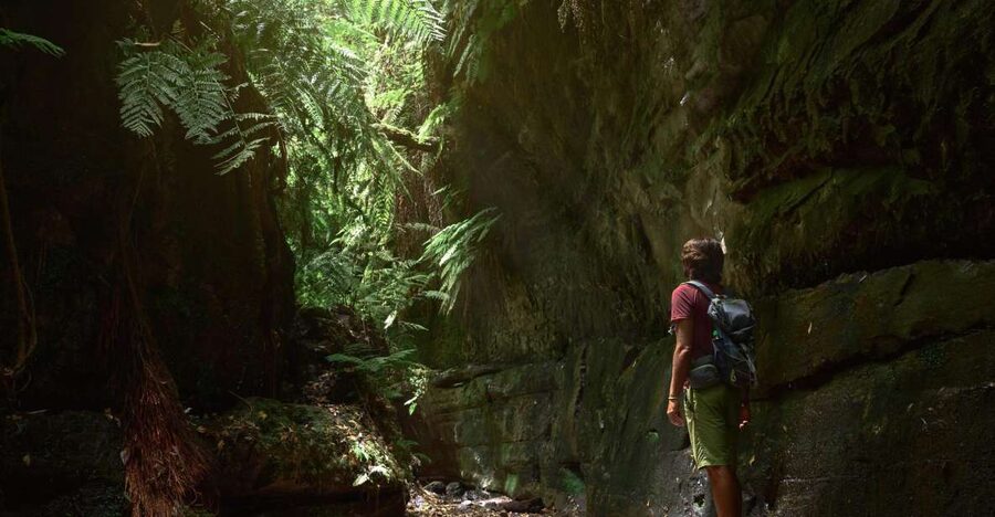 La Palma: Guided Trekking Tour To Cubo de la Galga - The 11 km “medium” hike: how to judge effort before you go