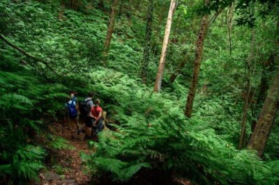 La Palma: Guided Trekking Tour To Cubo de la Galga - Getting there from Puntallana: pickup that keeps the hike comfortable