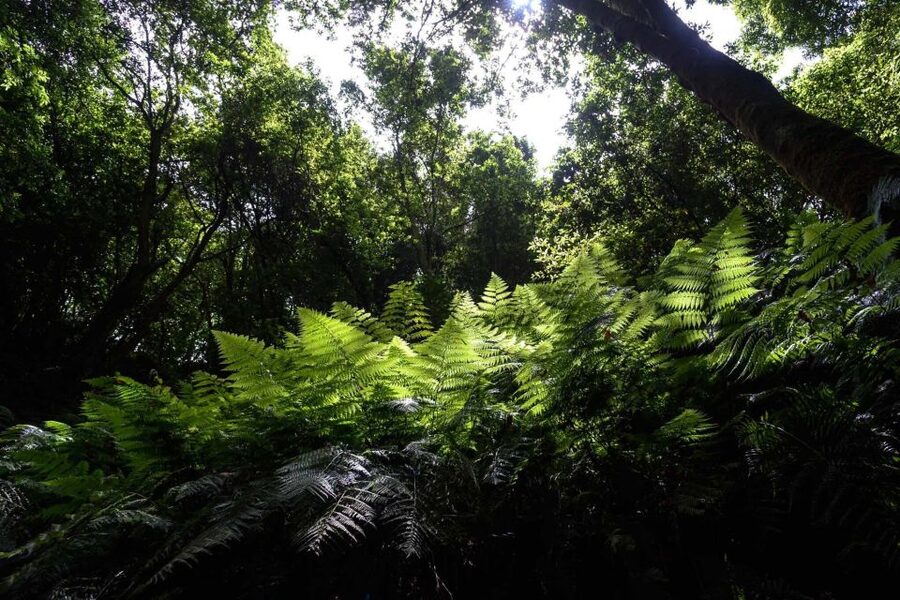 La Palma: Guided Trekking Tour To Cubo de la Galga - Who should book this trek, and who should skip it