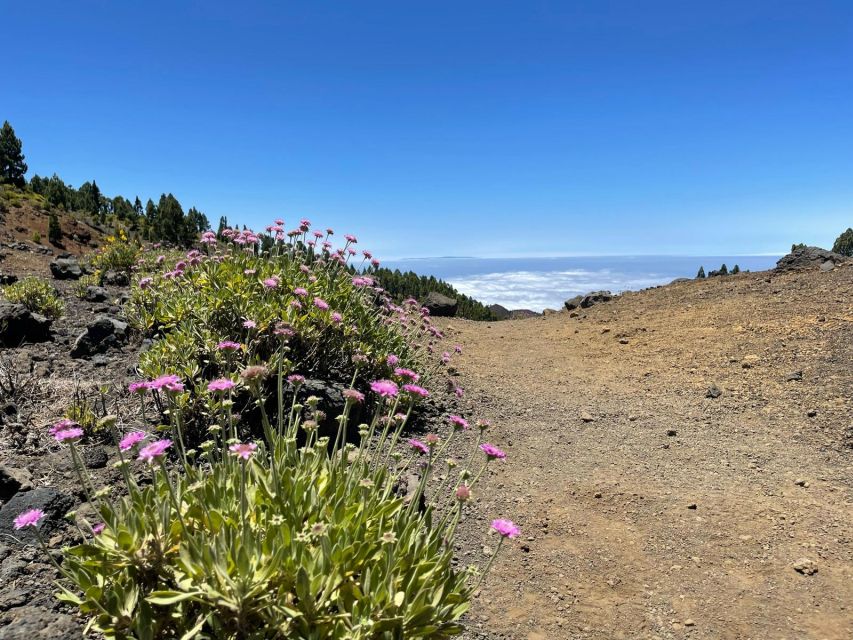 La Palma: Guided trekking tour to volcanoes south - Weather, visibility, and when the day looks most unreal