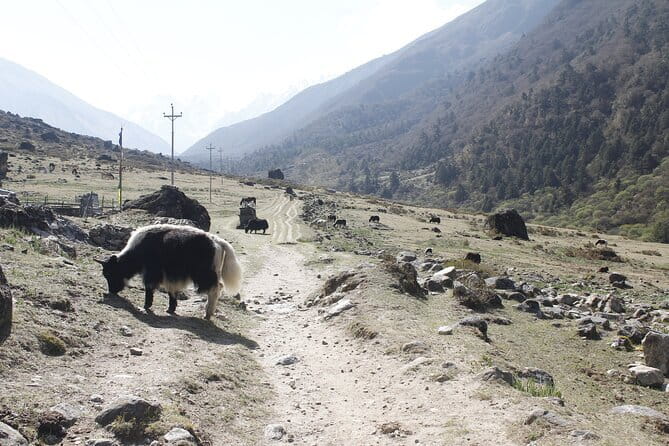 Langtang Trek from Kathmandu 7 Days - Key highlights worth planning for