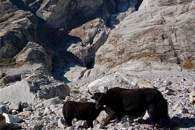 Langtang Valley Trek – 11 DAYS - Ghumanchok to Ghora Tabela to Thangshyap: Rhododendron Slopes and a Uplift in Scenery