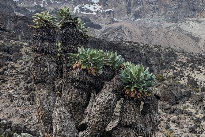 Lemosho Route 7 Days Trekking at Mount Kilimanjaro - Starting in Arusha: Gate Day and Why Lemosho Feels More Roomy