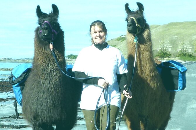 Llama Trek (Half-day) - Kaikoura Bay, Beaches & Seal Colony - Key Llama Trek Takeaways (Before You Go)