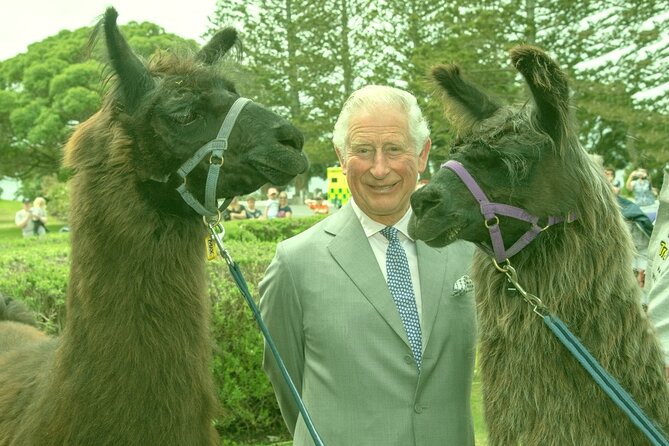 Llama Trek (Half-day) - Kaikoura Bay, Beaches & Seal Colony - Kaikōura Llama Trek: The Reason This Walk Feels Different
