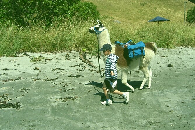 Llama Trek (Half-day) - Kaikoura Bay, Beaches & Seal Colony - Kaikōura Bay and Peninsula Beaches: Flat Enough, With Just Enough Adventure