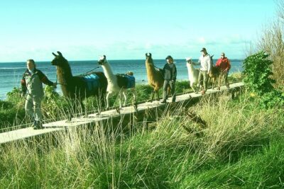 Llama Trek (Half-day) - Kaikoura Bay, Beaches & Seal Colony - Meet Your Llama and Learn the Basics (You’ll Thank Yourself Later)