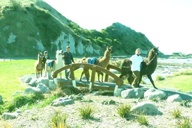 Llama Trek (Half-day) - Kaikoura Bay, Beaches & Seal Colony - The History Piece: Why the Earthquake Story Feels Real on Foot