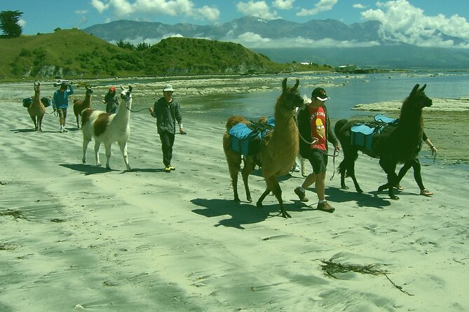 Llama Trek (Half-day) - Kaikoura Bay, Beaches & Seal Colony - Your Llama Companion: Handling, Calm, and a Few Fun Moments