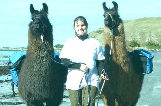 Llama Trek (Half-day) - Kaikoura Bay, Beaches & Seal Colony - Price and Value: What $154.52 Buys You