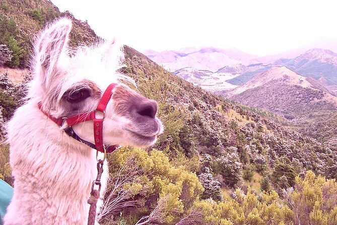 Llama Trek (Taster) - Kowhai River Valley and Native Woodland Tour - Key things that make this taster worth your time