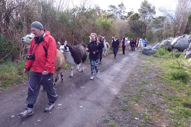 Llama Trek (Taster) - Kowhai River Valley and Native Woodland Tour - Kowhai River Valley: riverside walking with wildlife you can actually notice