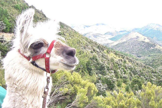 Llama Trek (Taster) - Kowhai River Valley and Native Woodland Tour - Pace and accessibility: gentle for most, but still a trek