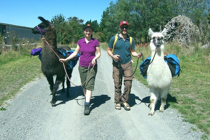 Llama Trek (Taster) - Kowhai River Valley and Native Woodland Tour - Small group size (max 5): why it matters for animal tours