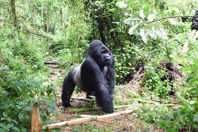 Lowland Gorilla trekking in Kahuzi-Biega National Park - Key things to know before you go