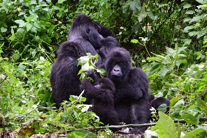 Lowland Gorilla trekking in Kahuzi-Biega National Park - Getting from Kigali to the border: why this part matters