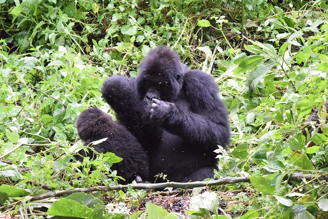Lowland Gorilla trekking in Kahuzi-Biega National Park - Rangers, the gorilla family encounter, and time in the forest